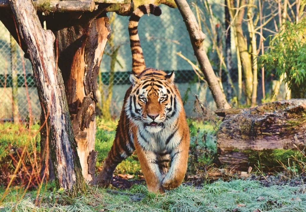 Tiger Positive to Corona Virus