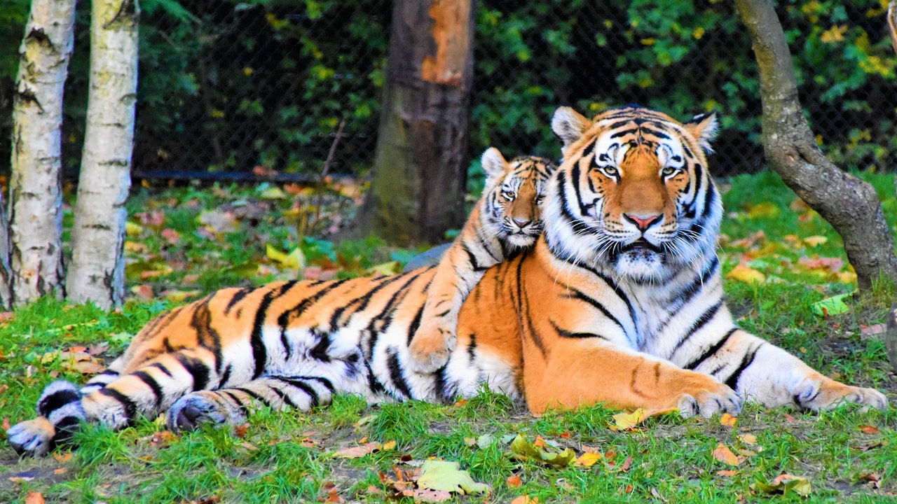 Tiger positive to corona