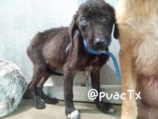Two Sick Puppies Meet In Shelter, Comfort Each Other In Most Heartwarming  Way ! — Zenoonee