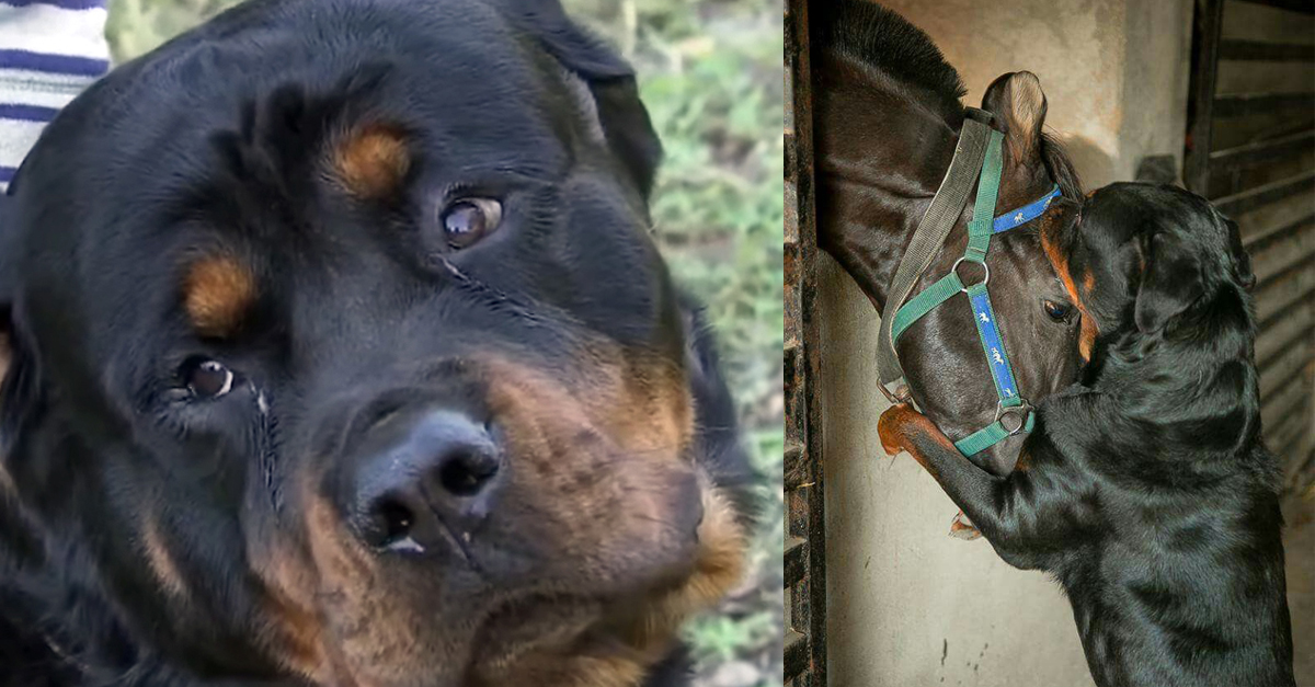 DURING THE NIGHT, TWO ROTTWEILERS PROTECT FAMILY HORSES FROM A GROUP OF